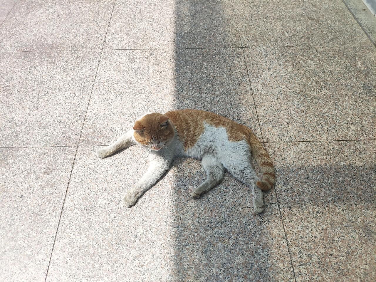 猫咪打完疫苗后突然变懒正常吗？