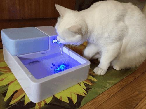 怎样让猫咪健康长胖不生病? 怎样让猫咪健康长胖不生病?