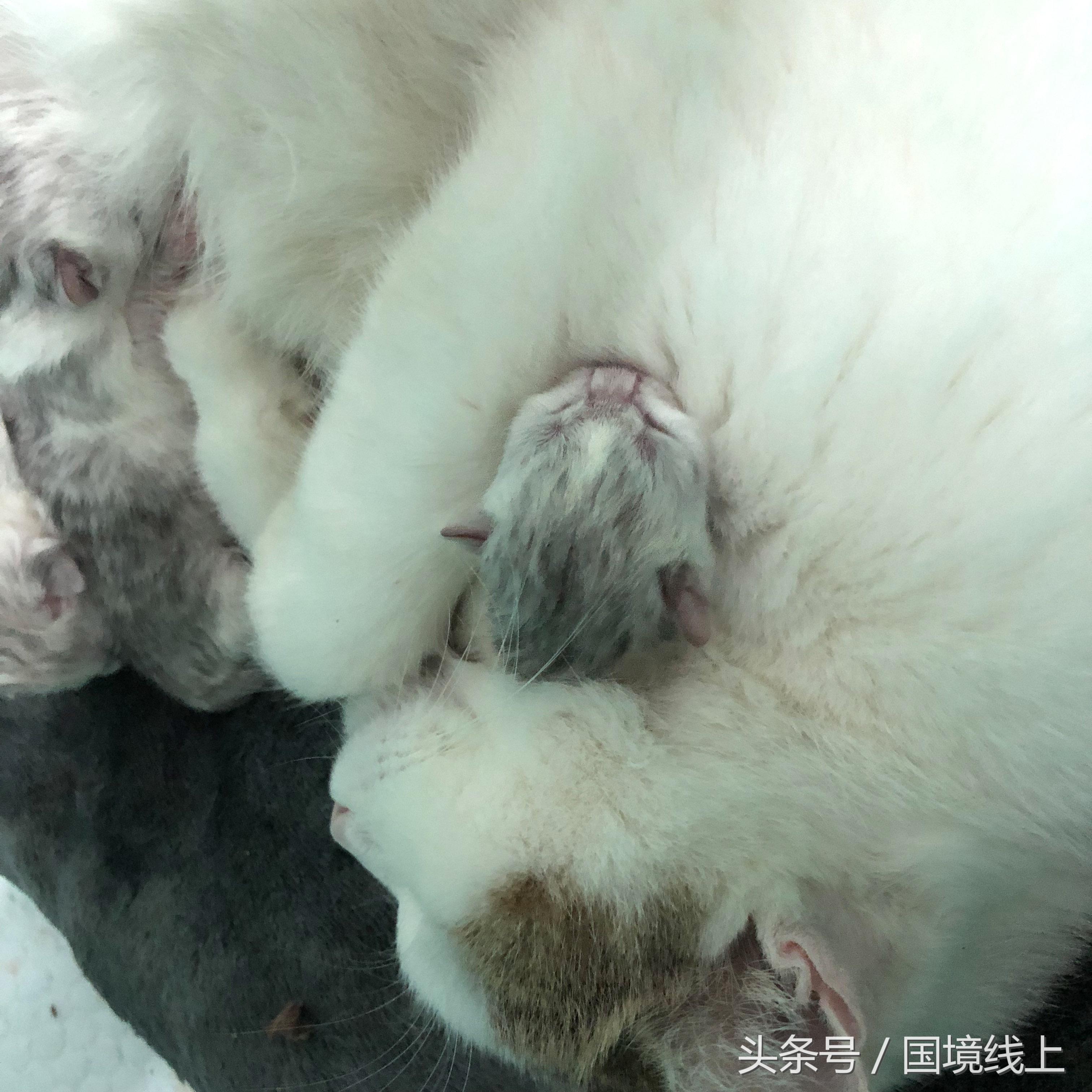 猫咪这些异常举动是在求救吗？