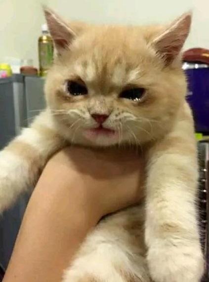 猫咪怀孕了能吃药解决吗？