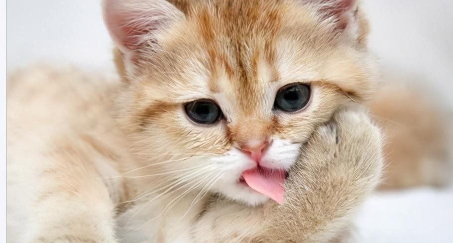 猫咪突然疯狂舔毛是身上长虫子了吗? 猫咪突然疯狂舔毛是身上长虫子了吗?