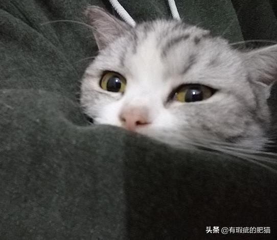 猫咪偷吃虾会被毒死？铲屎官必看避坑指南！