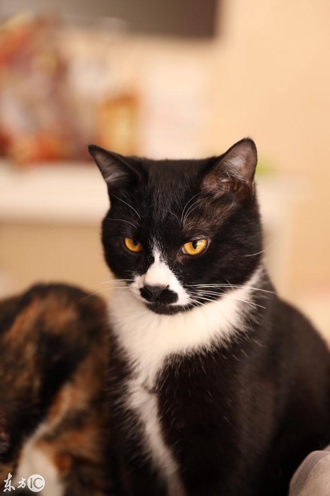 给猫喂牛奶是在害它吗？