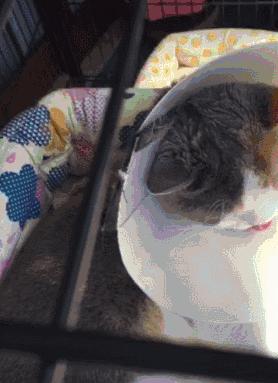 猫咪为什么把自己舔秃了？