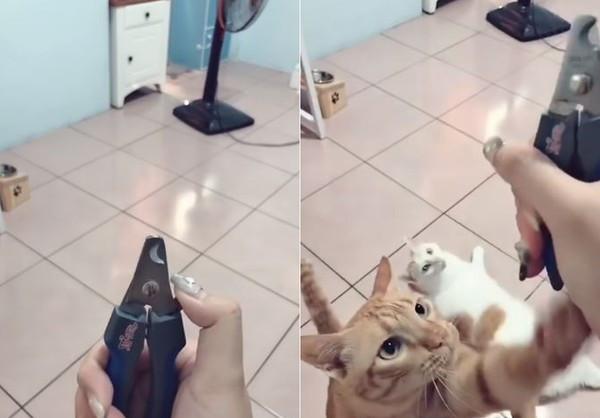 猫咪多大能剪指甲？新手必看的7个关键时间点