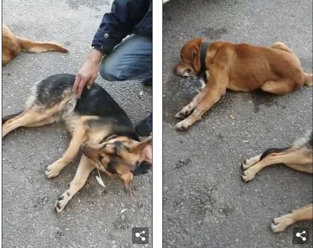 猫咪突然不吃不喝还吐白沫是怎么回事？