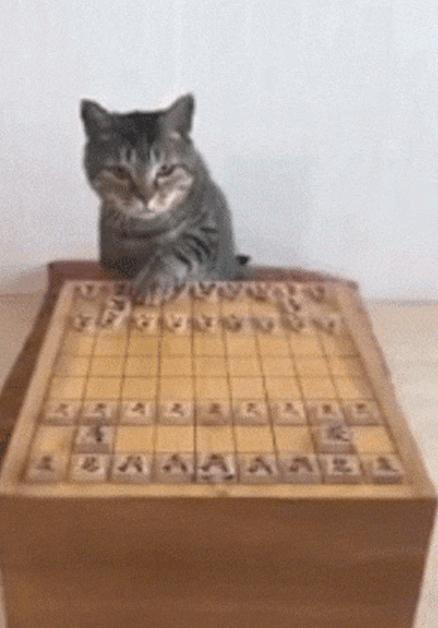 猫咪免费版新手如何三天解锁全图鉴？