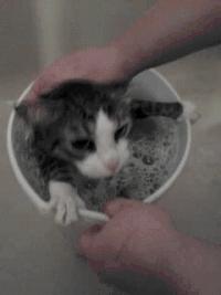 新手养猫怎样才能不踩坑? 新手养猫怎样才能不踩坑?