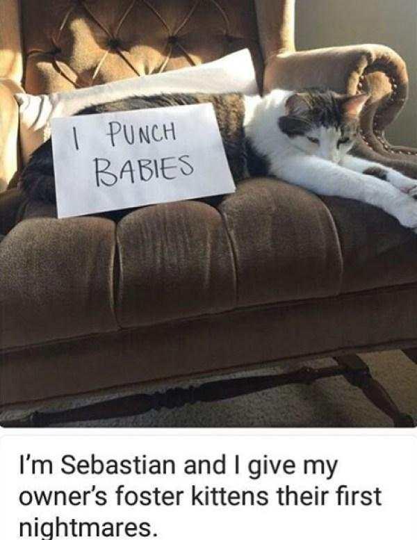 猫咪半夜鬼叫挠门到底该怎么破? 猫咪半夜鬼叫挠门到底该怎么破?