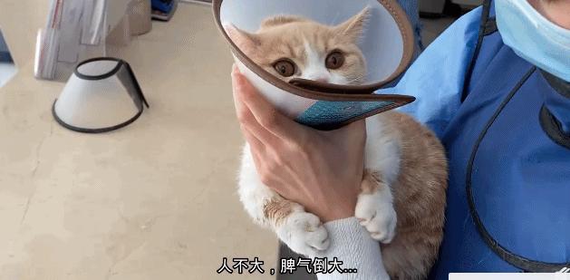 猫咪吐黄水怎么办?铲屎官必学的止吐急救指南 猫咪吐黄水怎么办?铲屎官必学的止吐急救指南