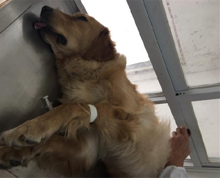 为什么你家猫主子总摆出一副 莫挨老子 的架势？