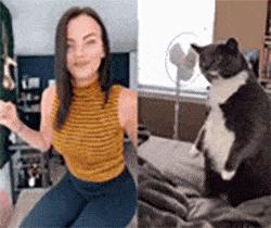 为什么你家猫咪总在凌晨三点蹦迪？