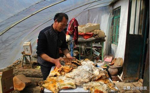 纳吉亚到底怎么抓？新手必看的5个关键技巧