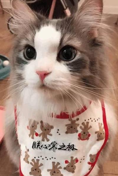为什么你家猫主子总摆出一副 莫挨老子 的架势？