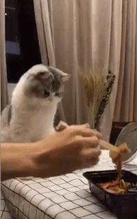 两只猫咪怎么拍出百万赞照片？