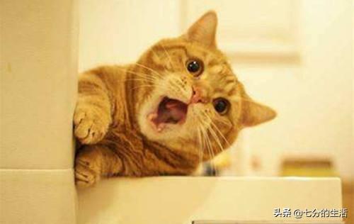 猫咪偷吃薯片会中毒吗? 猫咪偷吃薯片会中毒吗?