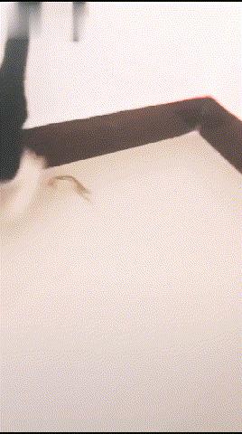 你家猫主子真的吃对了吗？