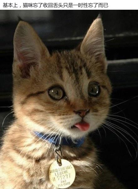 猫咪吐舌头就是在卖萌吗? 猫咪吐舌头就是在卖萌吗?