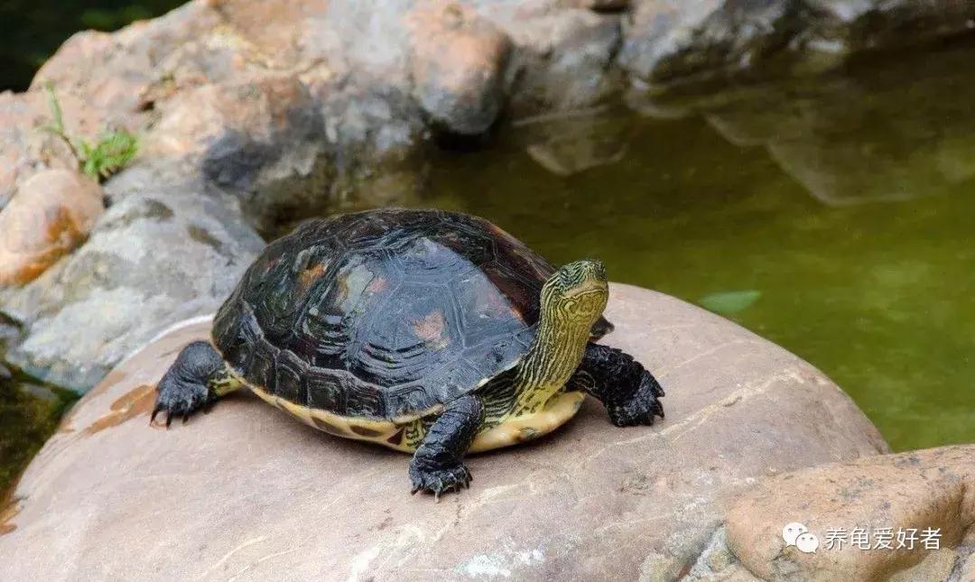 刚来多伦多找不到组织？这5个华人论坛能救你命！