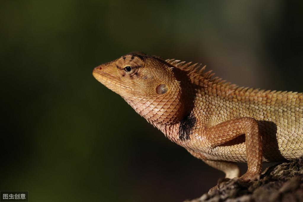 跟风投伯利财团真的能躺赚吗? 跟风投伯利财团真的能躺赚吗?