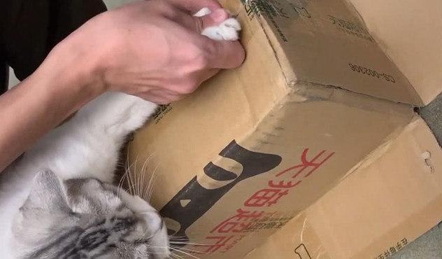 猫咪能像快递一样直接寄走吗? 猫咪能像快递一样直接寄走吗?