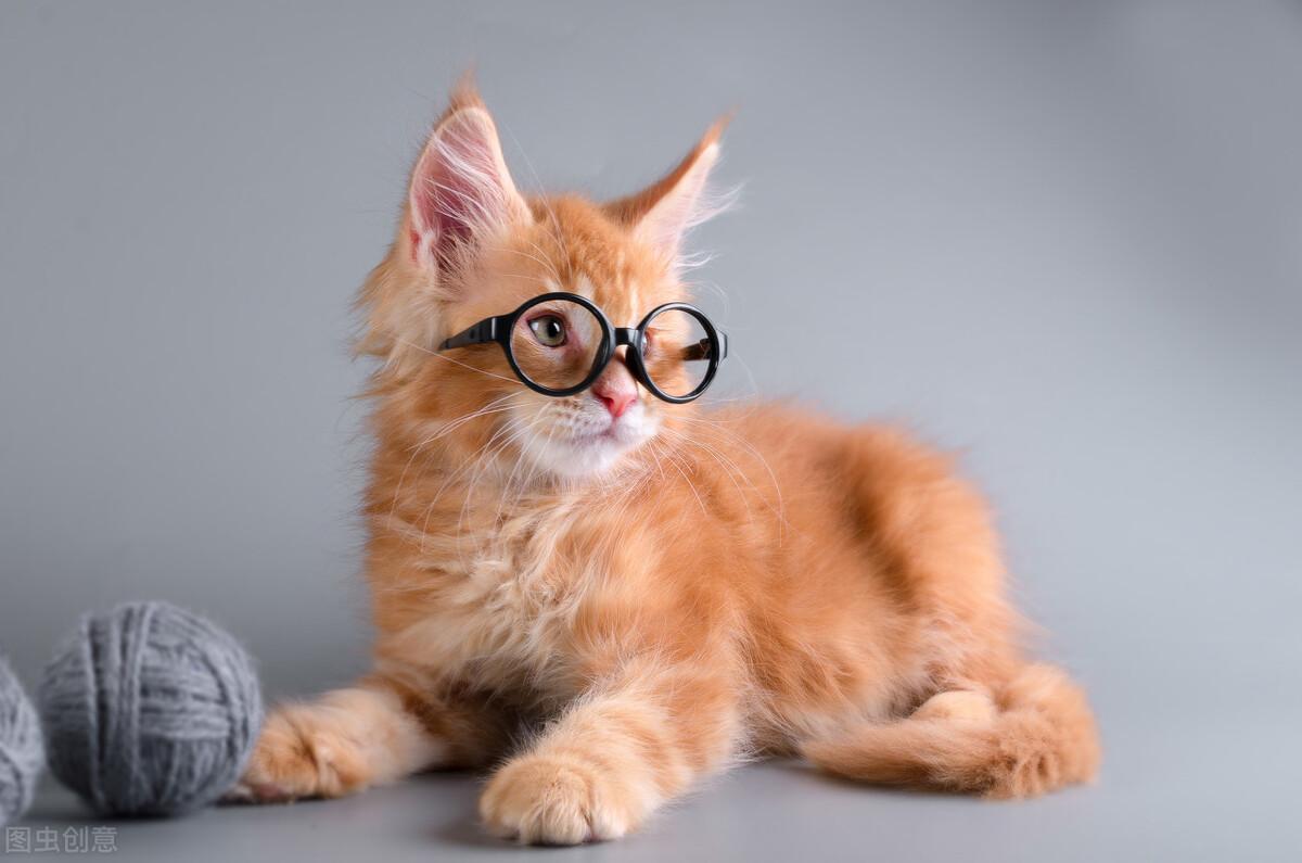 猫咪烦躁不安到底在闹哪样? 猫咪烦躁不安到底在闹哪样?