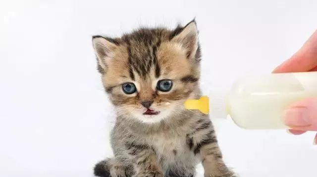 幼猫喝牛奶真的会致命吗？