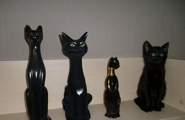 家里猫咪突然失踪了该怎么办？