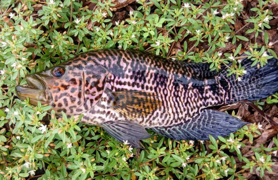 猫咪钓鱼真的能钓到鱼吗？