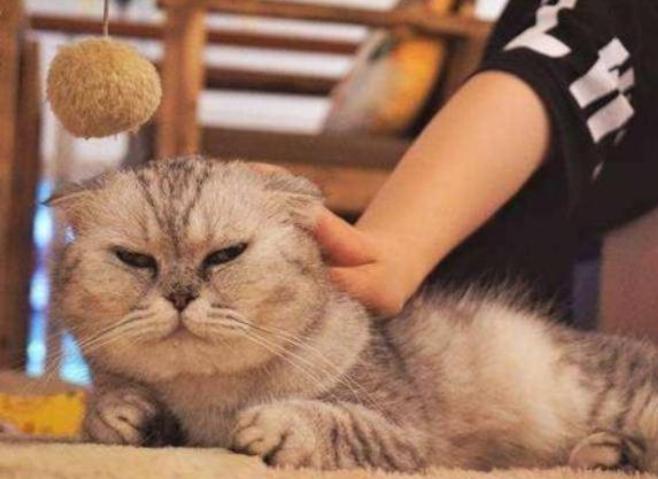 买车必看！大众途观论坛省3万攻略：线上办理避坑指南