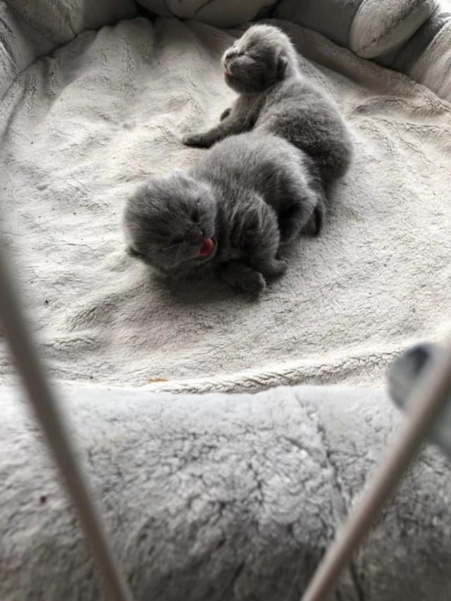 刚出生的小奶猫为啥总是闭着眼睛？