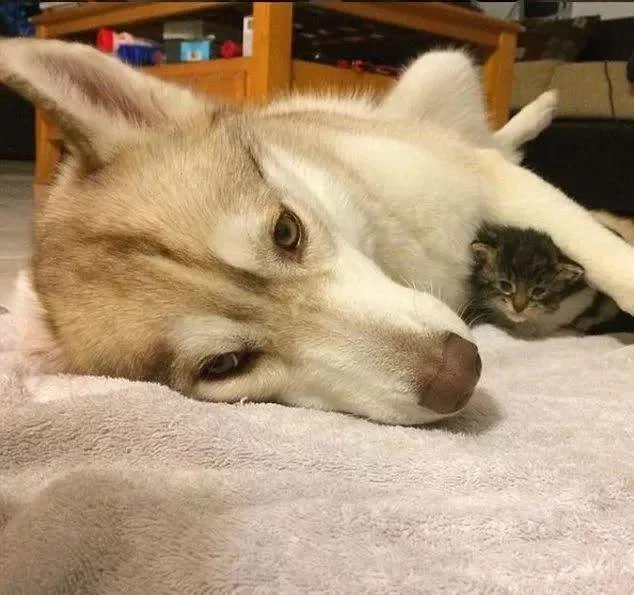 为什么每只小猫咪都长得不一样？