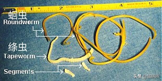 猫咪感染绦虫该用哪种驱虫药最有效？
