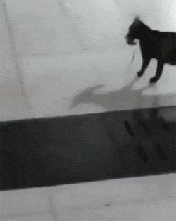 猫咪坐趟火车会经历多少 酷刑 ？