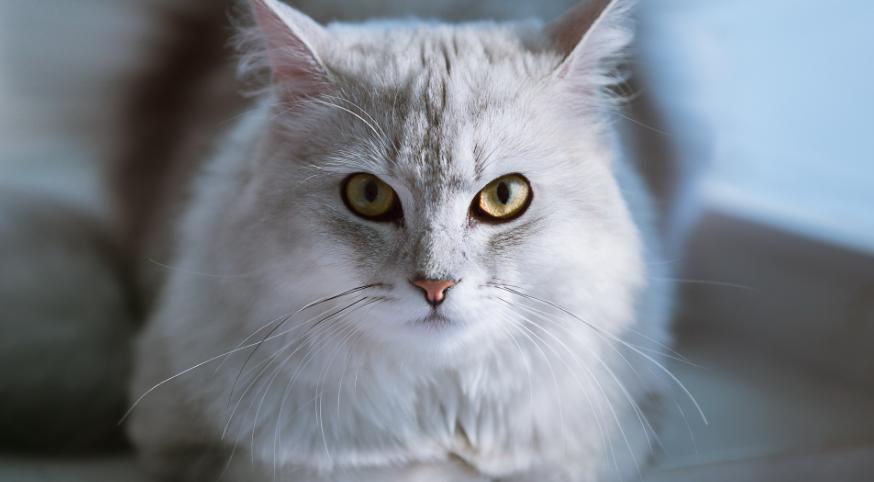 猫咪眼角总挂着眼屎，铲屎官该紧张吗？