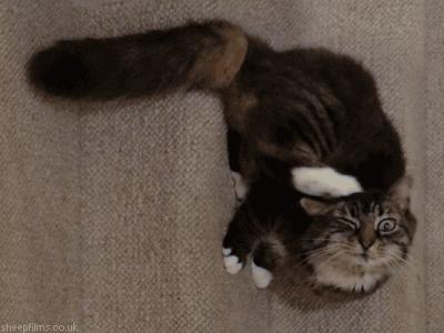 猫咪软便和拉稀到底有啥不一样？