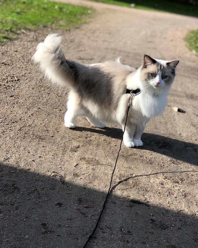 猫咪掉毛掉到怀疑人生？这毛到底该怎么收拾啊！