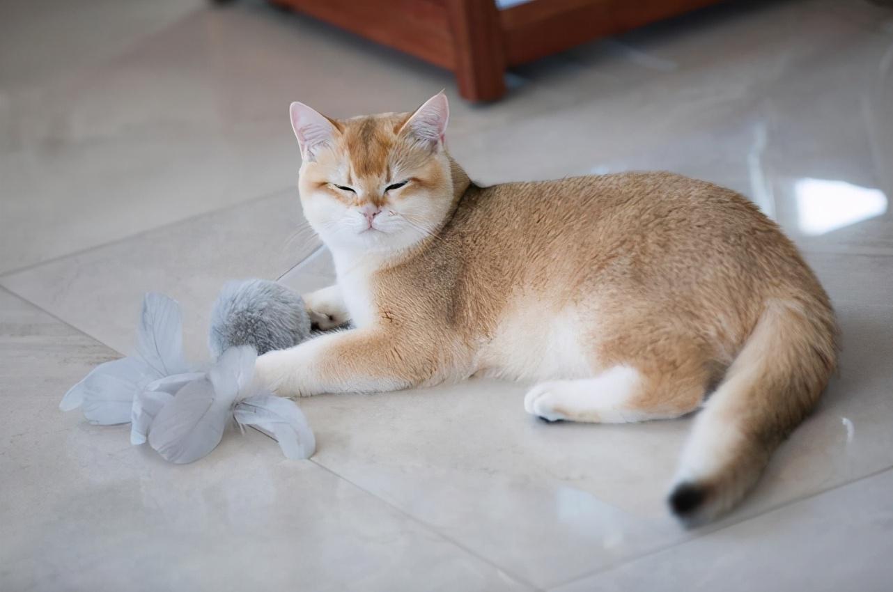 梦见猫咪生病暗示什么? 梦见猫咪生病暗示什么?