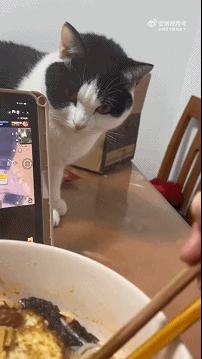 为什么我家猫的屎比螺蛳粉还臭？