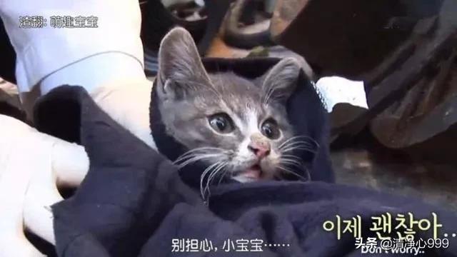 刚出生的小猫怎么养才不会死? 刚出生的小猫怎么养才不会死?