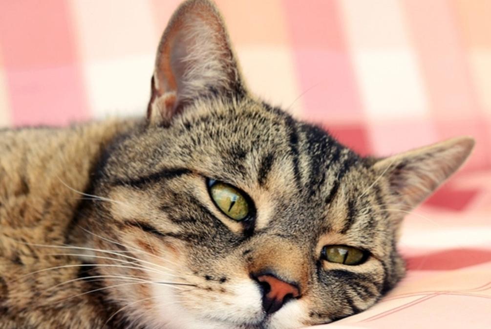 男人梦见铁椅暗示什么？职场危机解读与转运指南