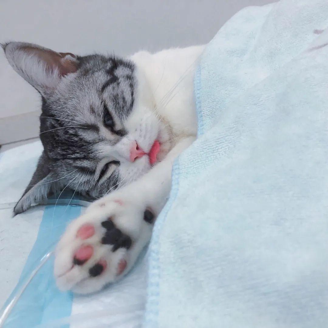 给猫咪割蛋会不会影响它的猫生？