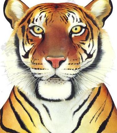 猫咪瞳孔突然放大是生病了吗? 猫咪瞳孔突然放大是生病了吗?