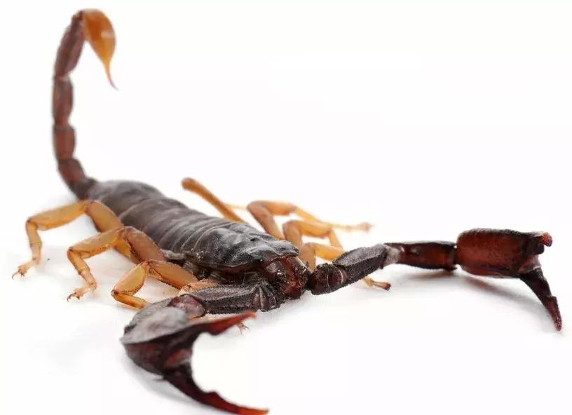 梦见手指断一截预示什么？3大解法破解潜在危机