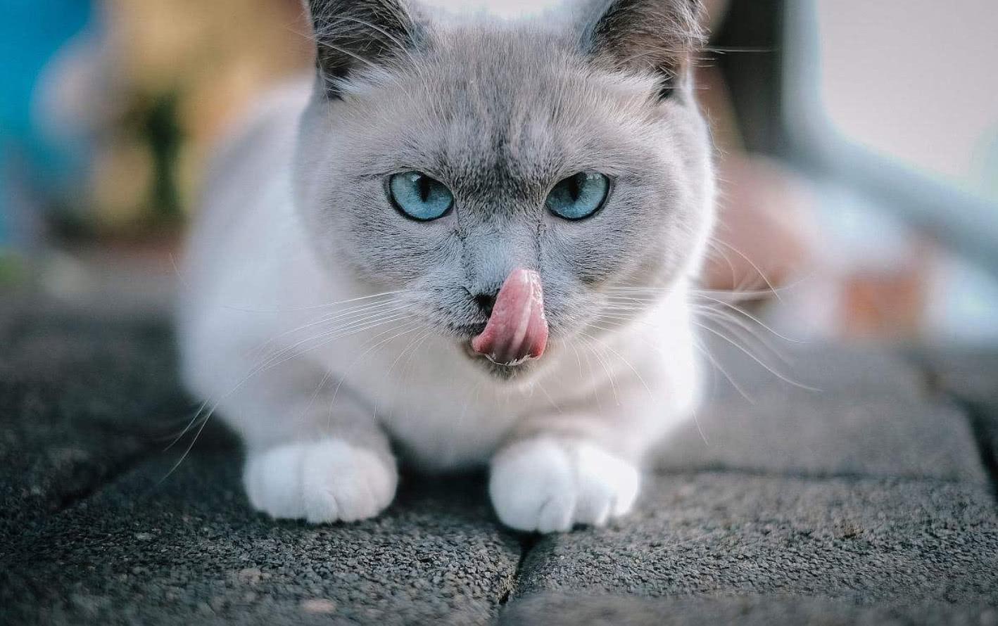 你家猫咪最近频繁舔蛋蛋？当心这个要命问题！