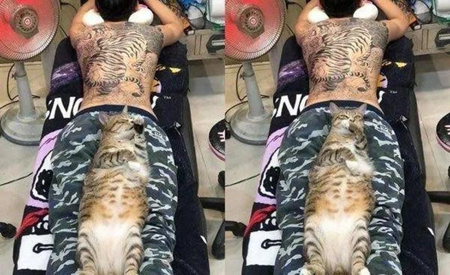 猫咪睡觉突然抖腿是抽筋了吗？