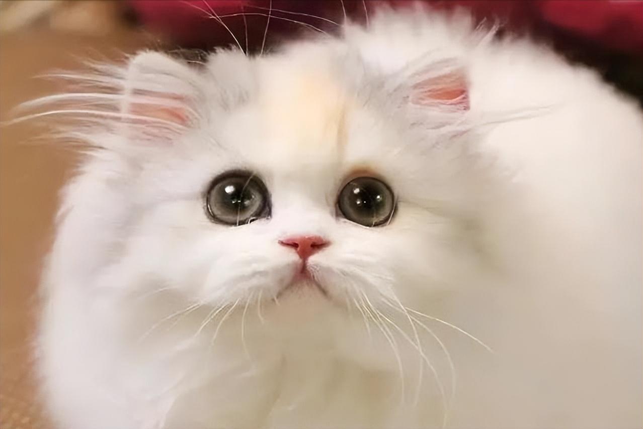 猫咪喘气肚子抽动是心脏病发作吗？