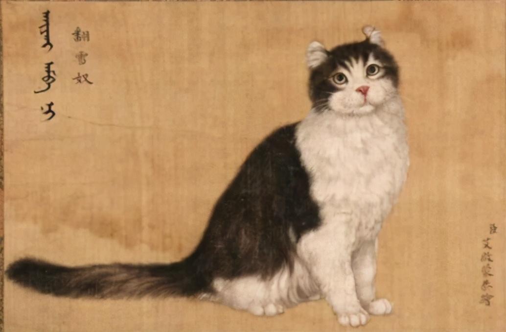 猫咪为啥总在咕噜咕噜响？