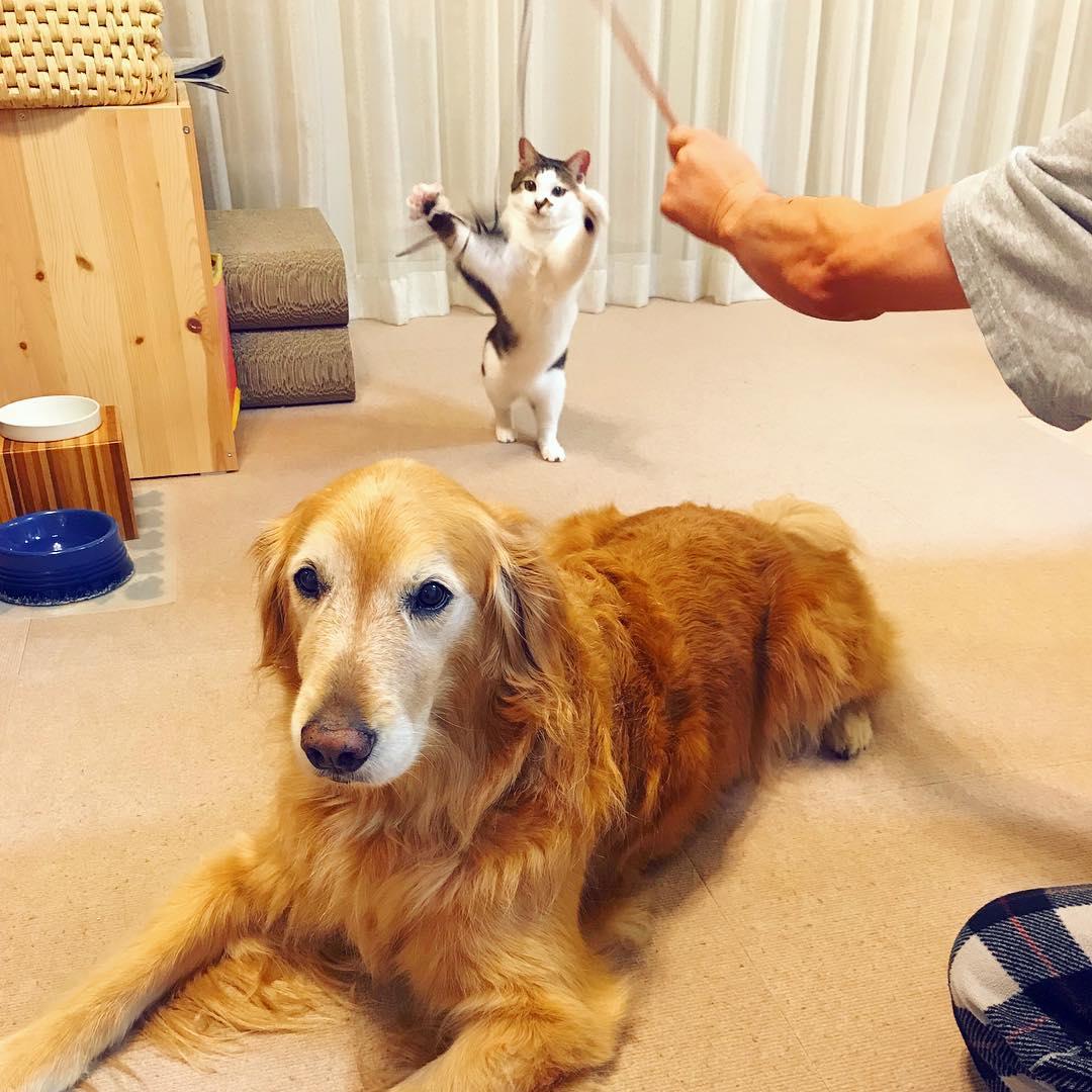 新手养猫最容易踩的哪些坑会要了猫命? 新手养猫最容易踩的哪些坑会要了猫命?