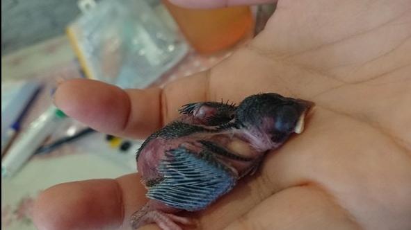 刚接回家的猫咪总搞破坏怎么办？